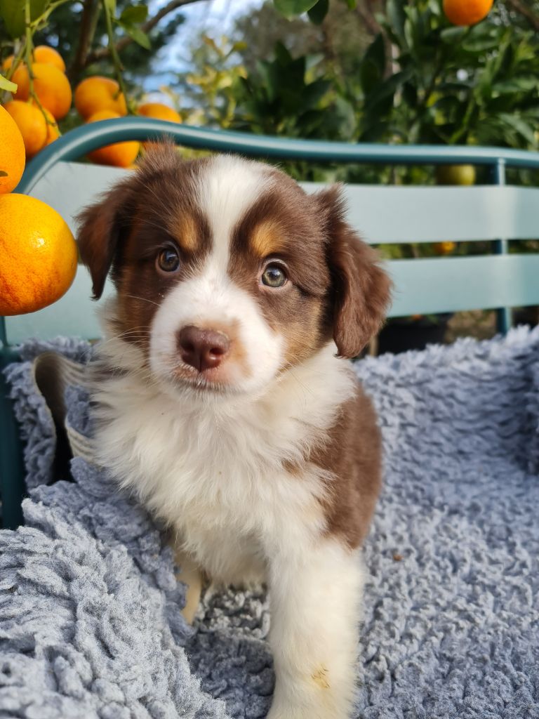 Des Coteaux D'Occitanie - Chiot disponible  - Berger Américain Miniature 