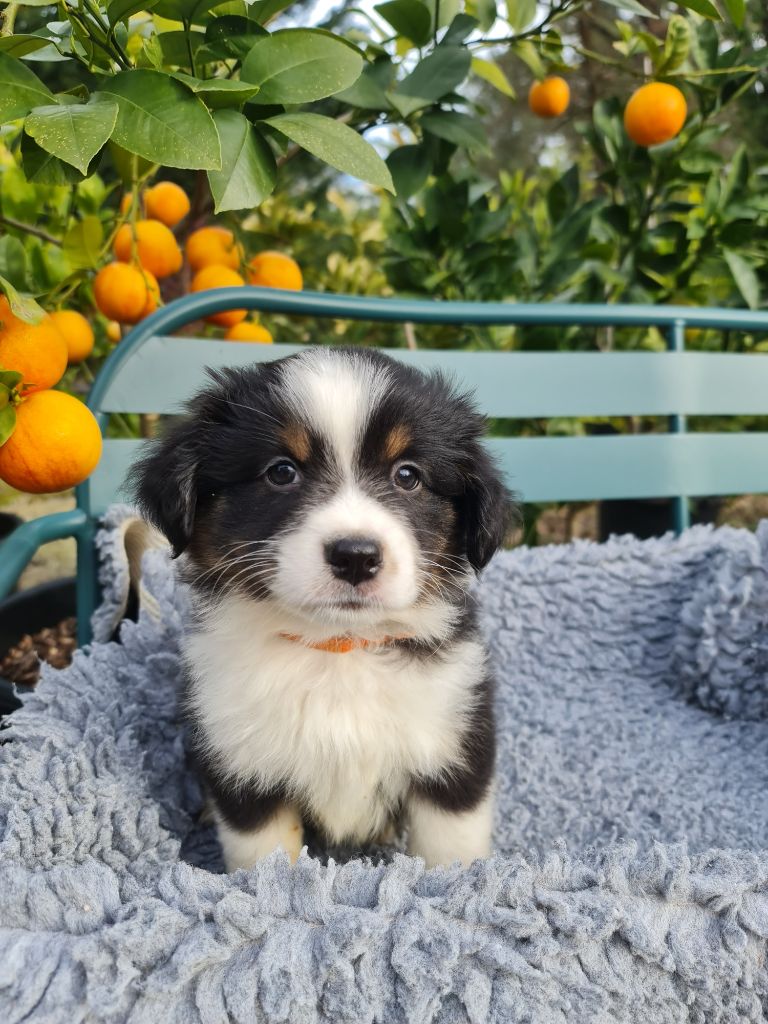 Des Coteaux D'Occitanie - Chiot disponible  - Berger Américain Miniature 