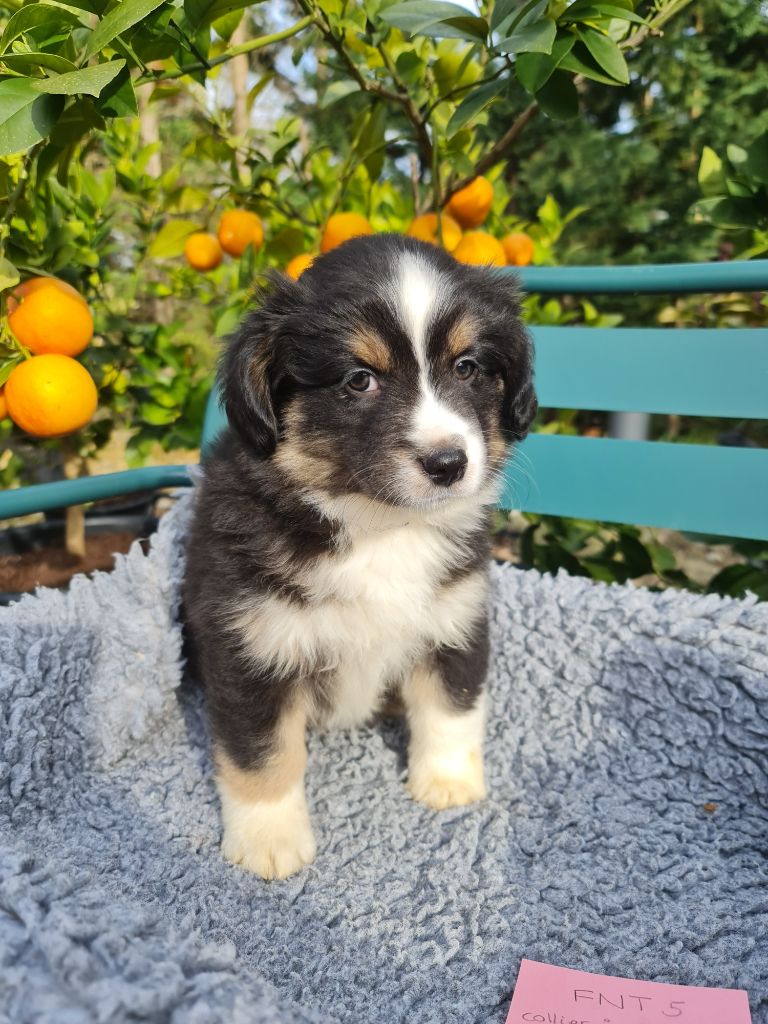 Des Coteaux D'Occitanie - Chiot disponible  - Berger Américain Miniature 