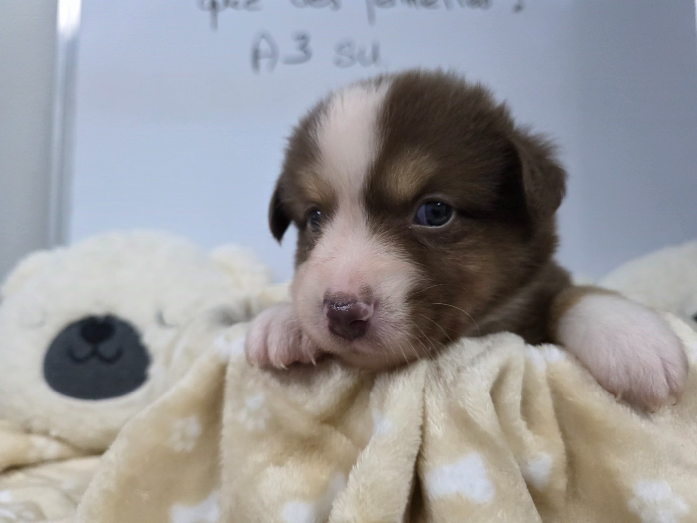 Chiot Femelle disponible