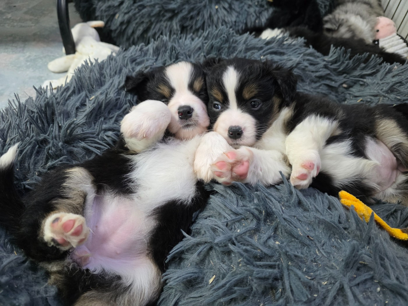 Deux femelles noire tricolore sont dispo à partir du 24/12/2025 mariage Texas x Scarlett sont nés le 27/10/25