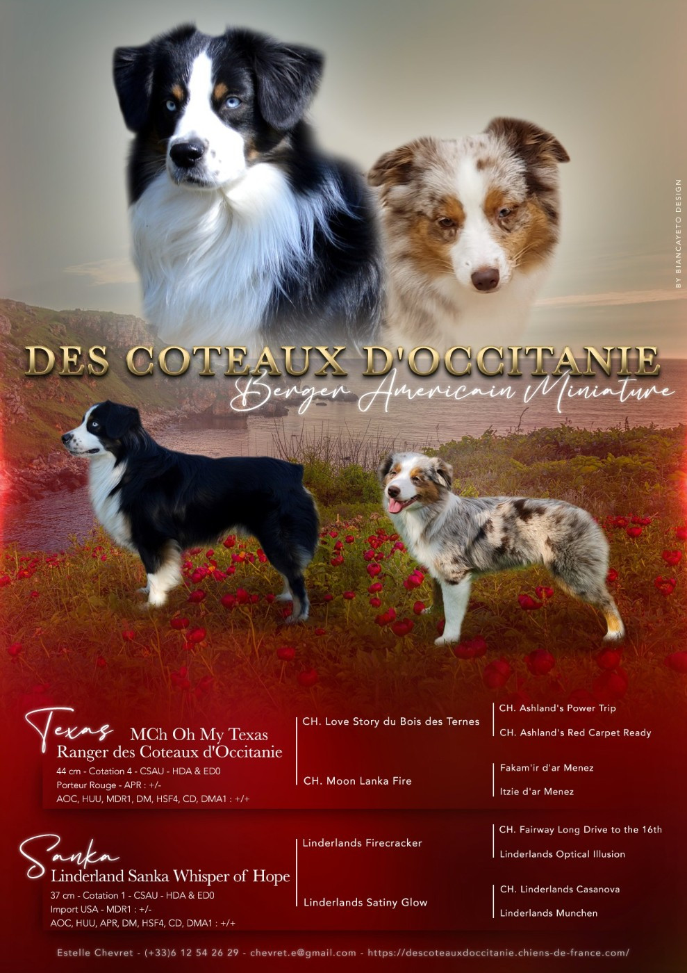 notre Sanka (Linderland Sanka Whisper of Hope) doit mettre bas vers le 10 janvier 2026