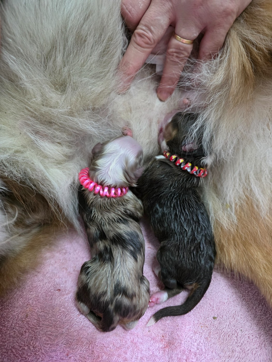 Les chiots de Texas et Sanka sont nés