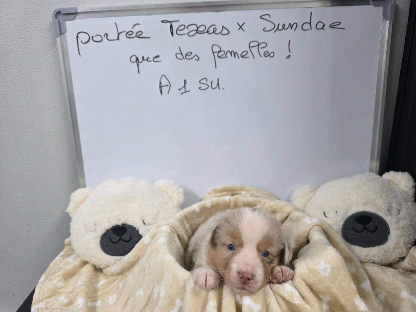 Les chiots de Texas et Sundae 2025