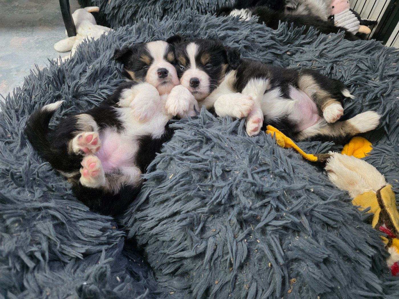 Les chiots de Texas et Scarlett 2025