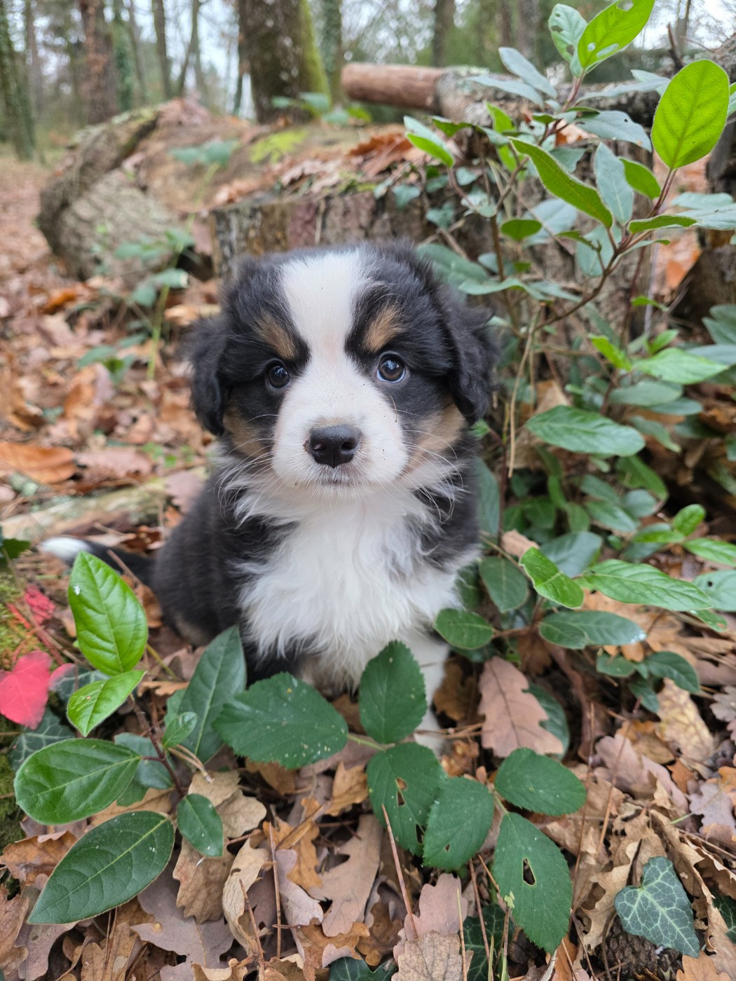 Des Coteaux D'Occitanie - Chiots disponibles - Berger Américain Miniature 