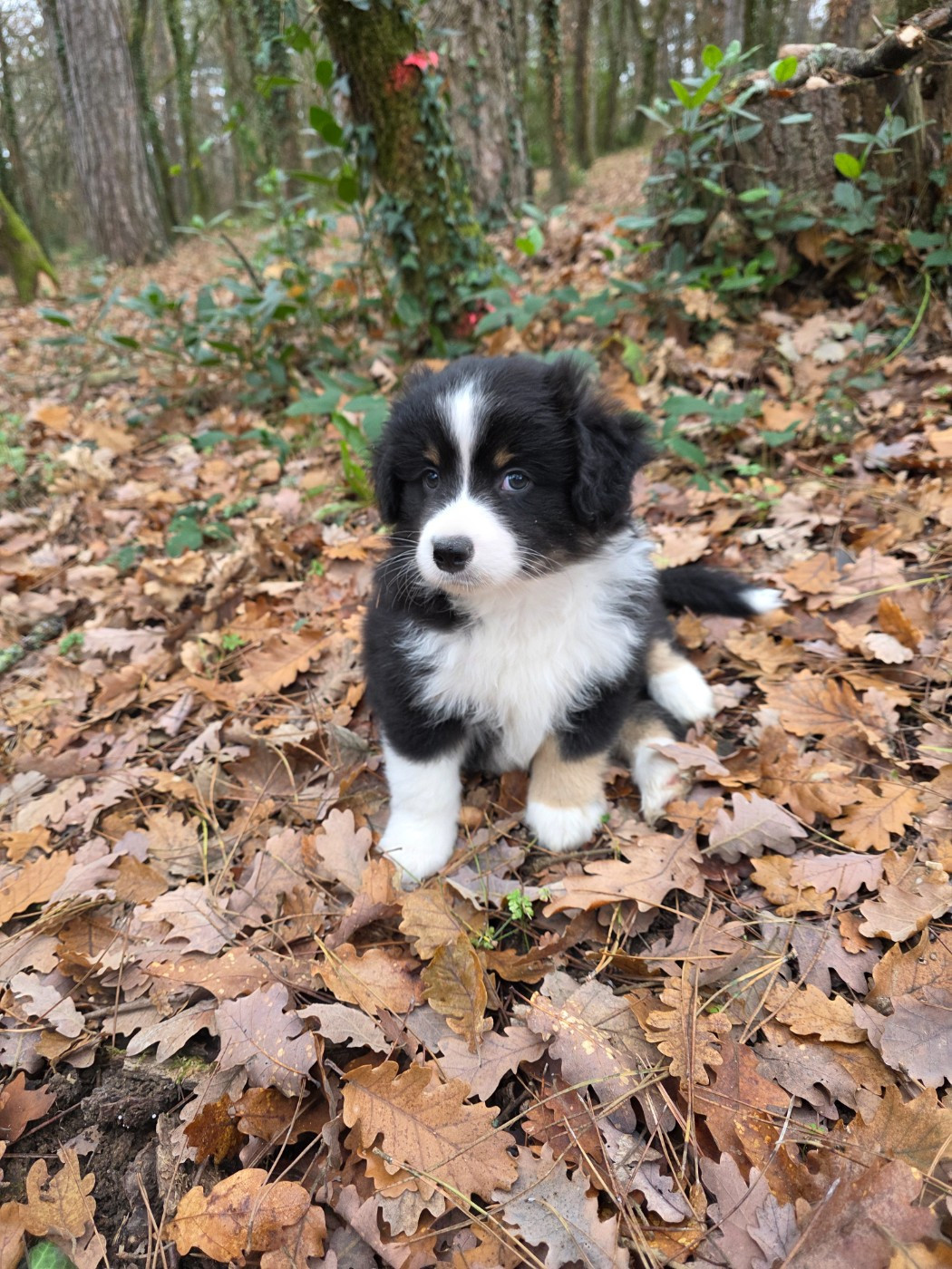 Des Coteaux D'Occitanie - Chiots disponibles - Berger Américain Miniature 