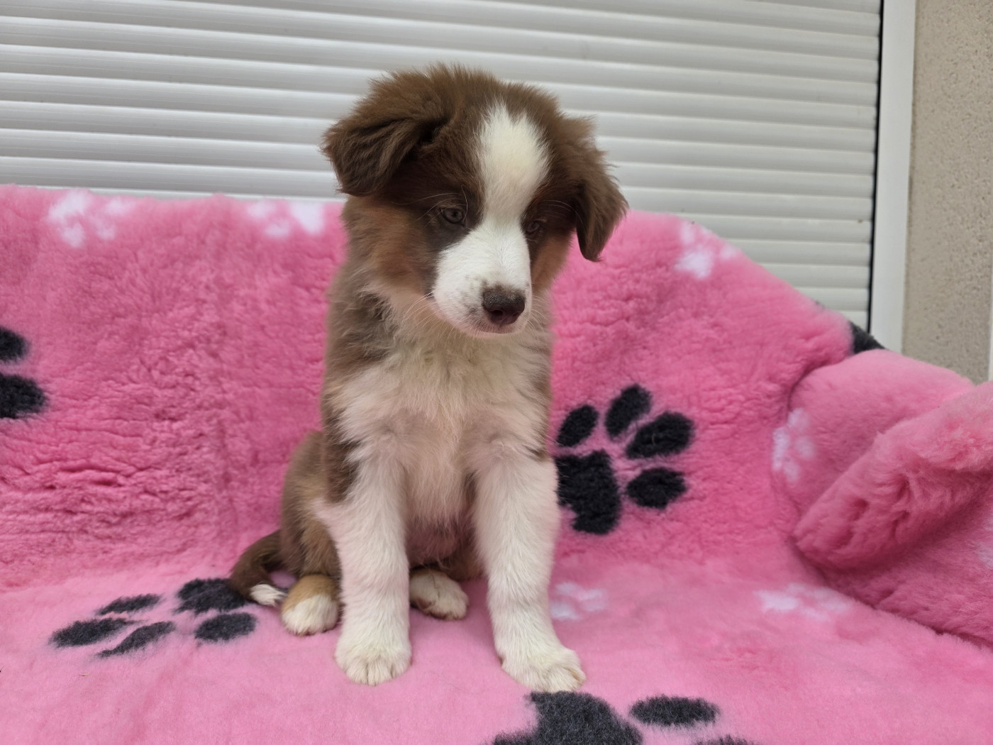 Des Coteaux D'Occitanie - Chiots disponibles - Berger Américain Miniature 